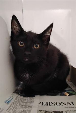 LICORICE