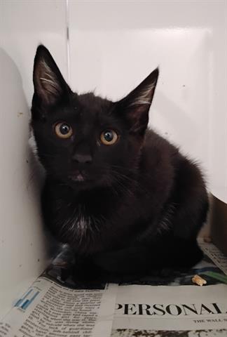 LICORICE 1