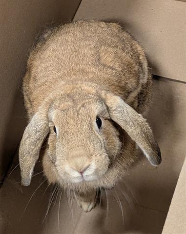CINNABUN 1