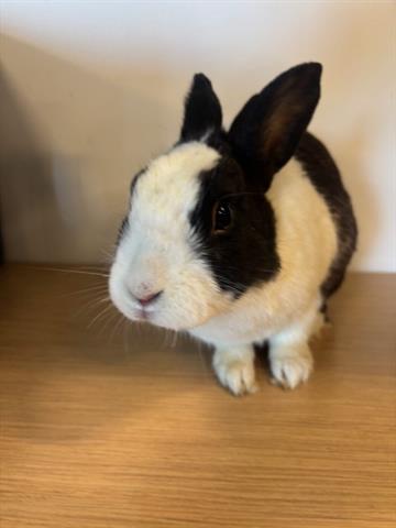 BUN JOVI 1