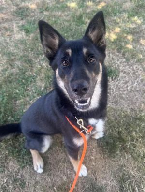 Hi My name is Furla and I am available for adoption I am a large breed dog I come in