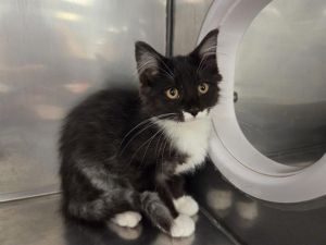 YAHIR Domestic Medium Hair Cat