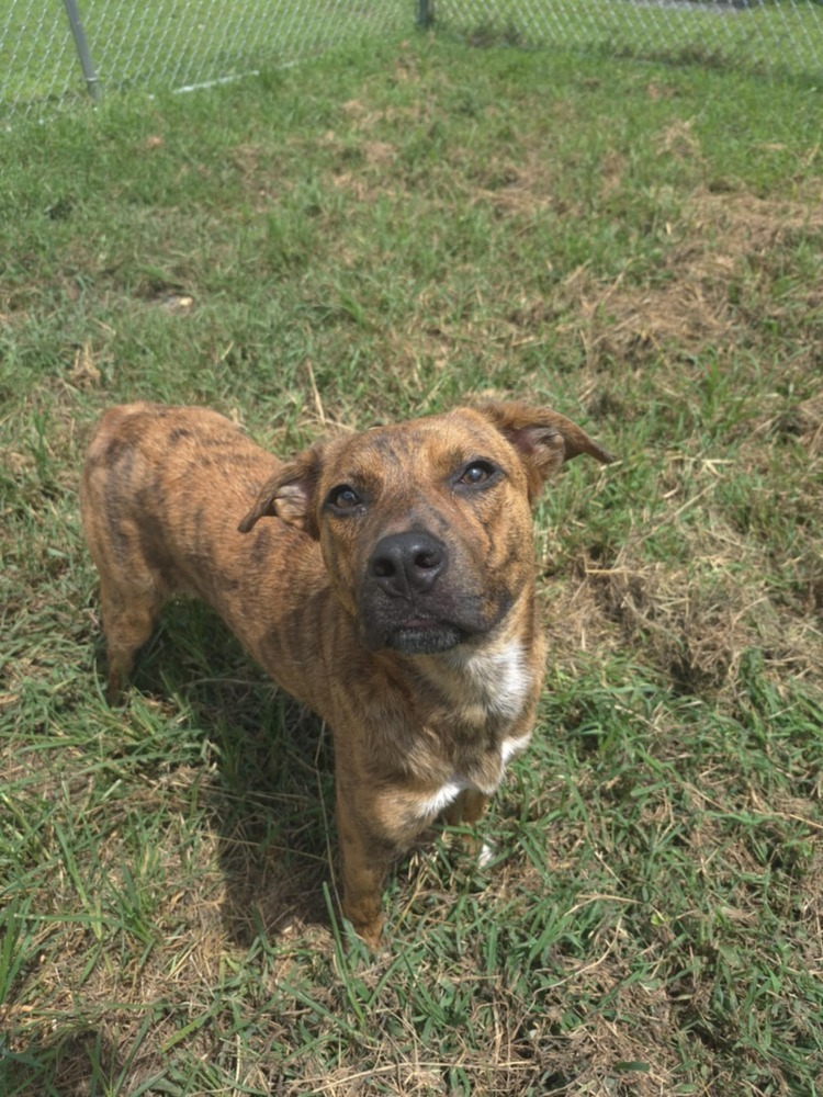 Pup Henry