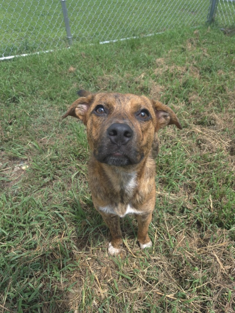 Pup Henry