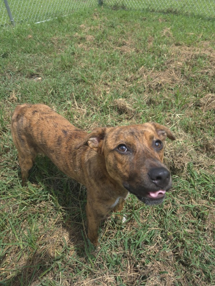 Pup Henry