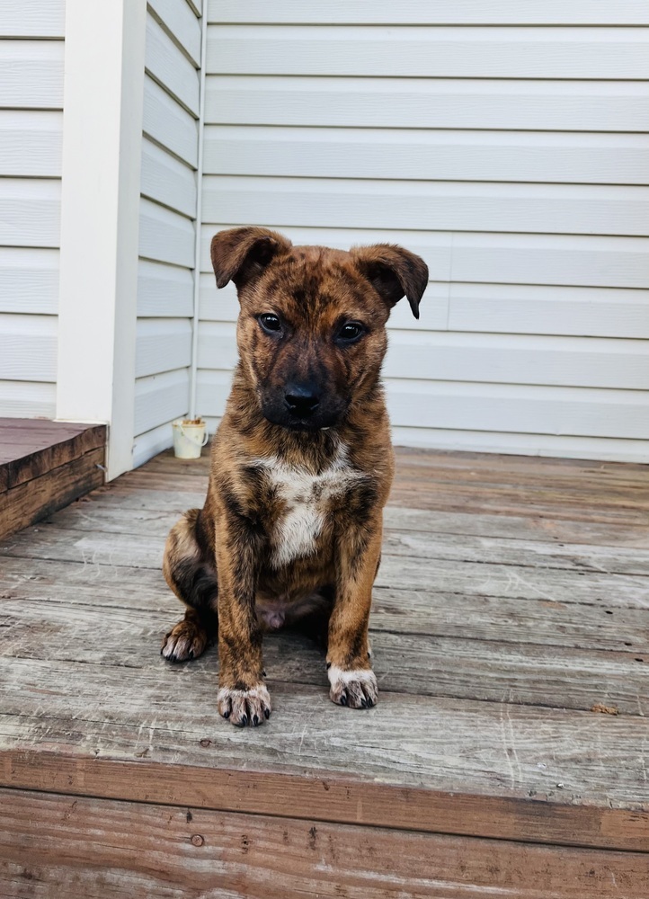Pup Henry