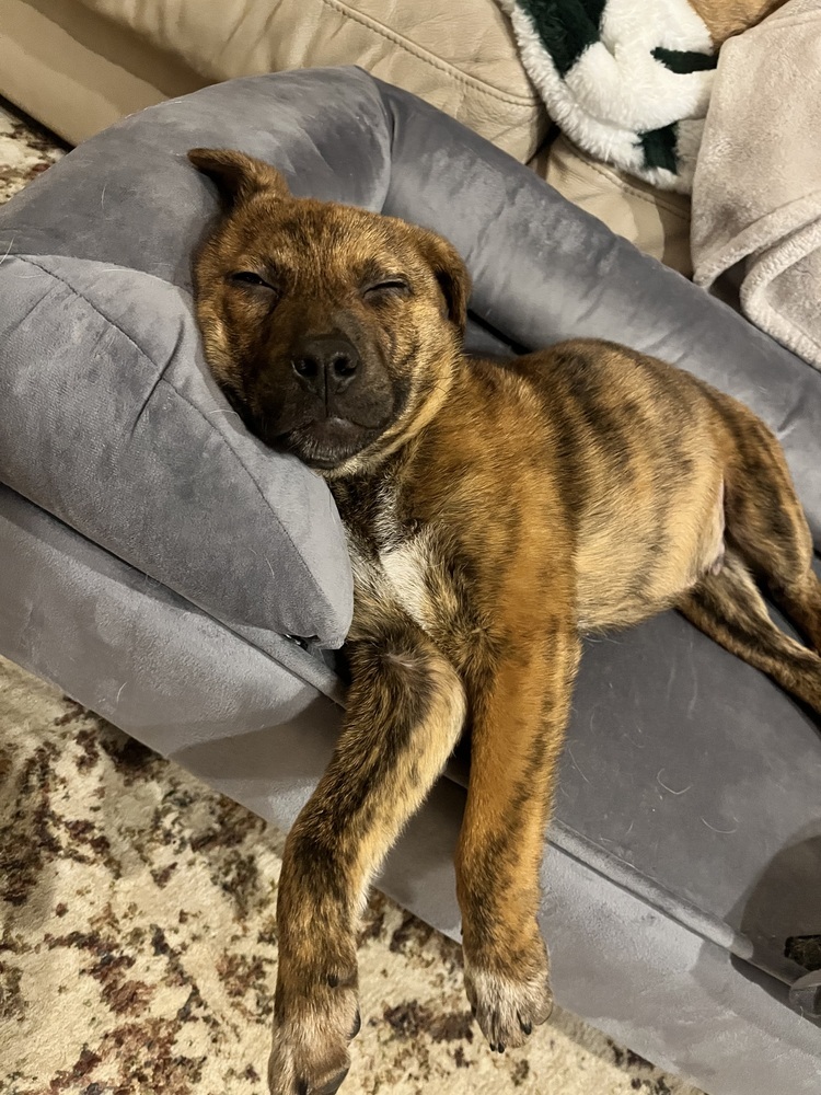 Pup Henry
