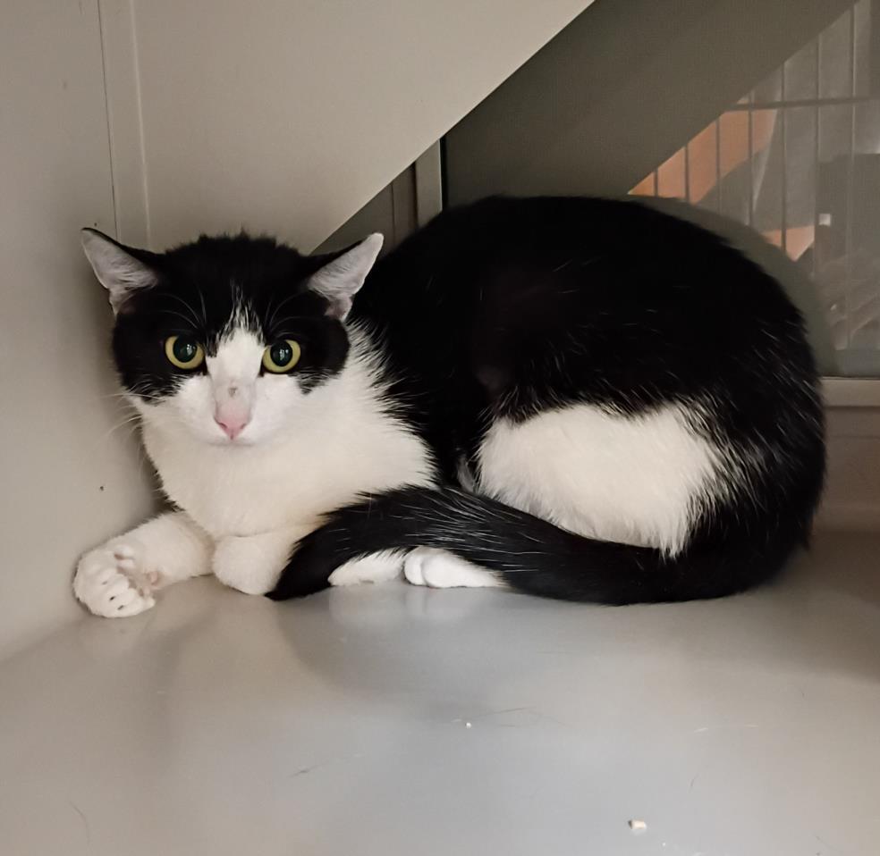 O'RILEYS, an adoptable Domestic Short Hair in Las Vegas, NV, 89101 | Photo Image 1