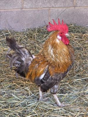 CLUCK SKYWALKER