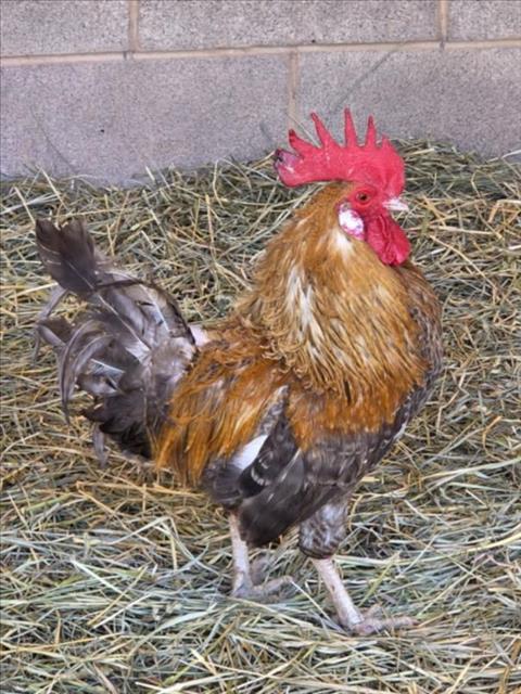 CLUCK SKYWALKER 1