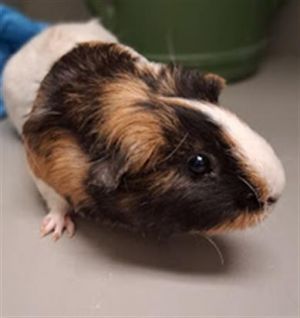 FLUFFY, Adult Male unknown