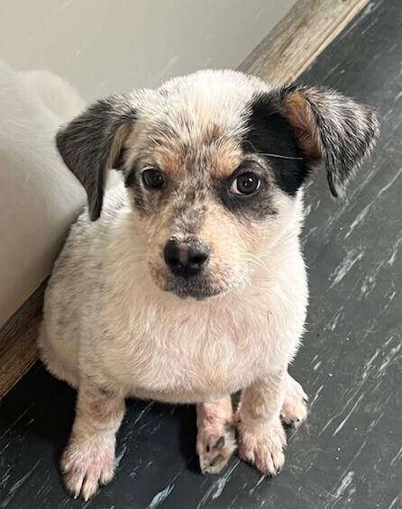 Pup Duff