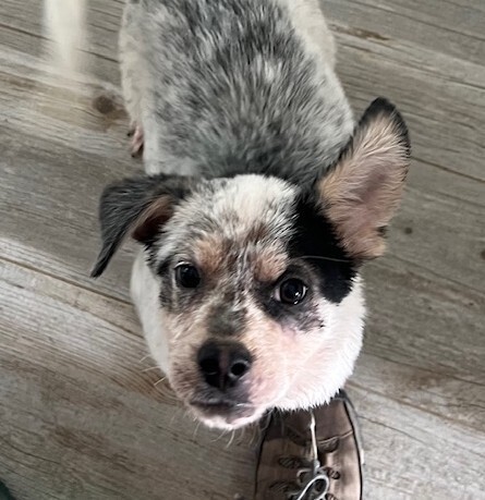 Pup Duff