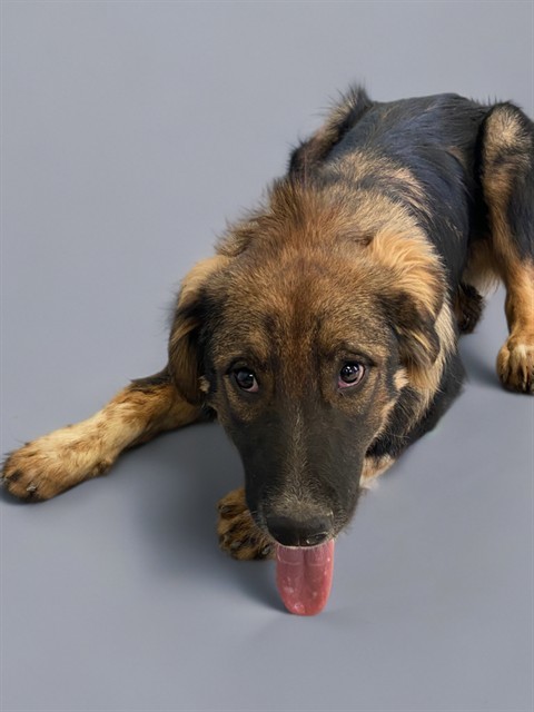 CLYDE