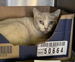 SNOW PT Domestic Short Hair Cat