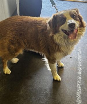 RIO Border Collie Dog