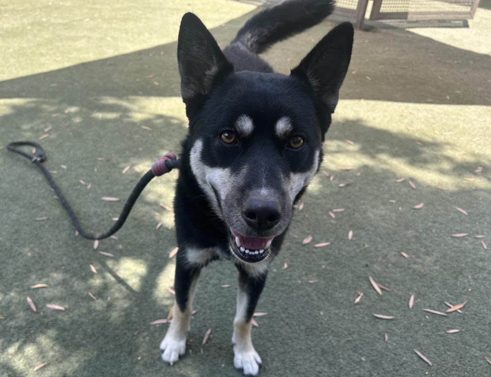MORTY, an adoptable Jindo, Mixed Breed in Los Angeles, CA, 90047 | Photo Image 1