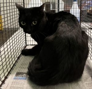MIDNIGHT Domestic Short Hair Cat