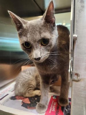 MIKA, Young Female unknown