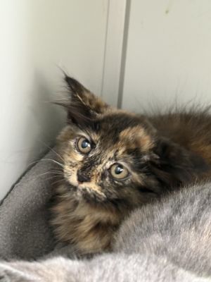 Thalia, Baby Female unknown