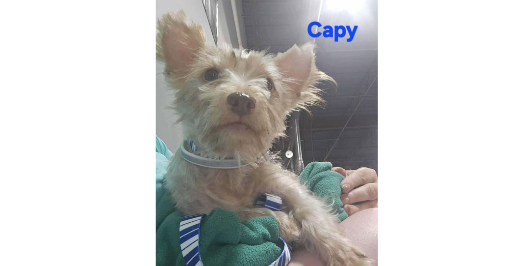 Capy