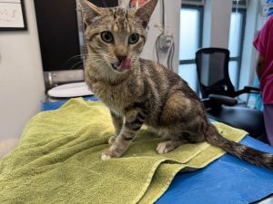 Rumi Domestic Short Hair Cat