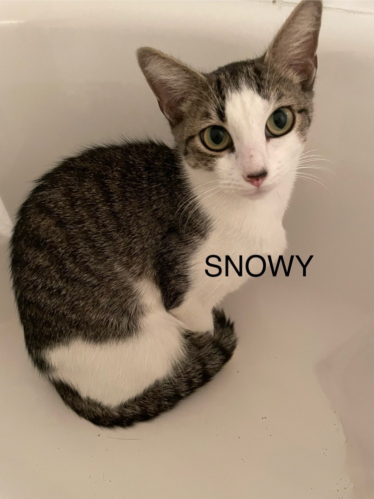Sensational Snowy