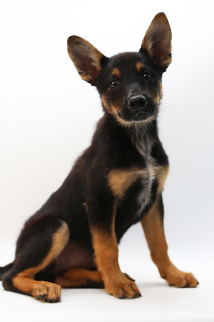 Nala