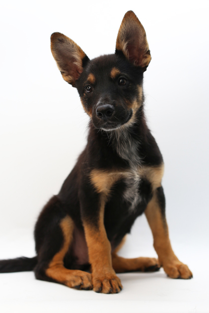 Nala