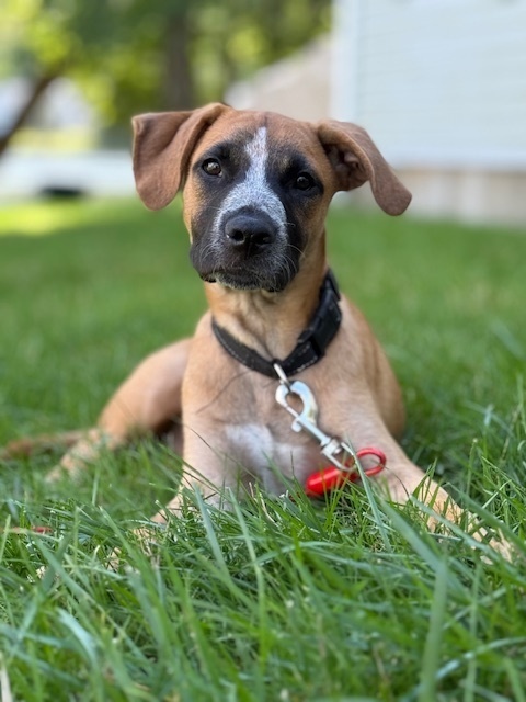 Billie (Memorie's Pups)