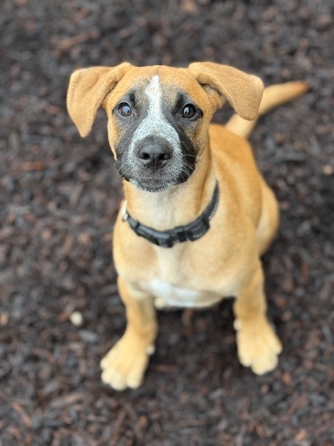 Billie (Memorie's Pups)