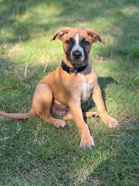 Billie (Memorie's Pups)
