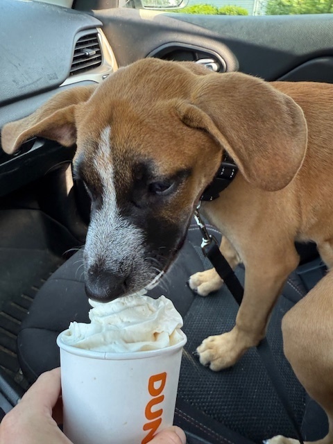 Billie (Memorie's Pups)