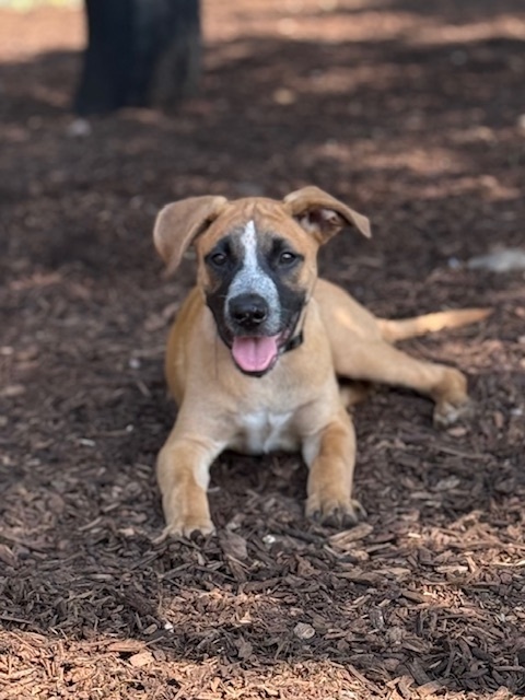 Billie (Memorie's Pups)