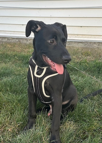 Mighty (Memorie's Pups)