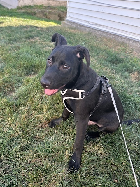 Mighty (Memorie's Pups)