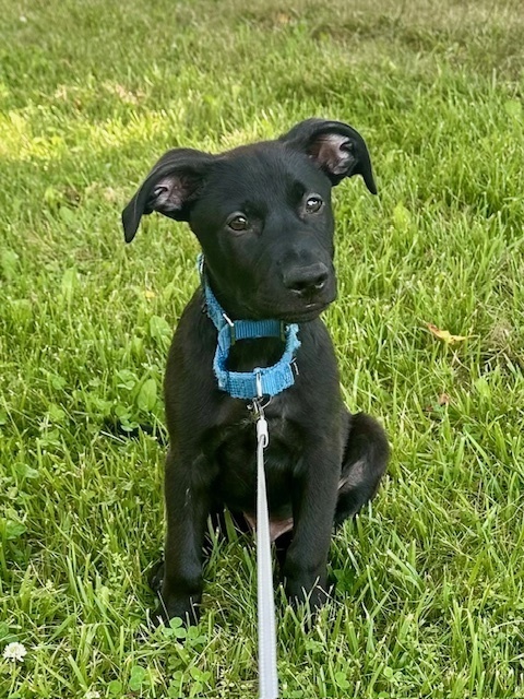 Mighty (Memorie's Pups)