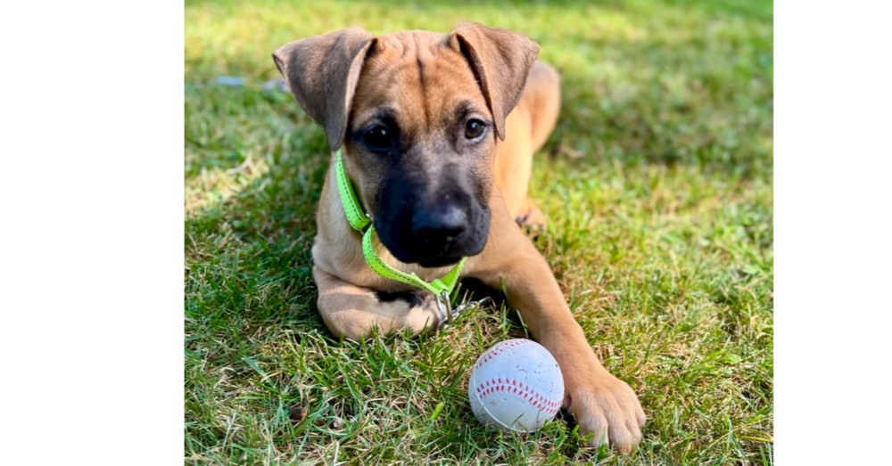 Tim (Memorie's Pups)