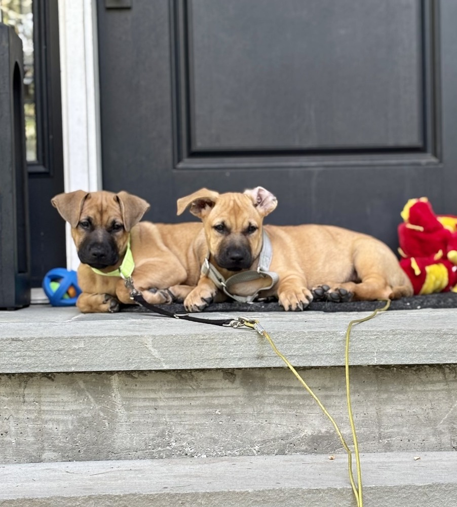 Tim (Memorie's Pups)