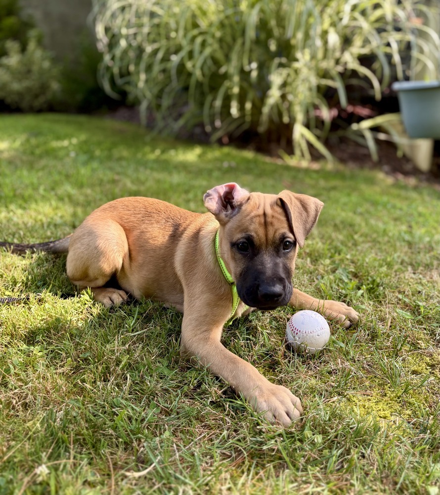 Tim (Memorie's Pups)