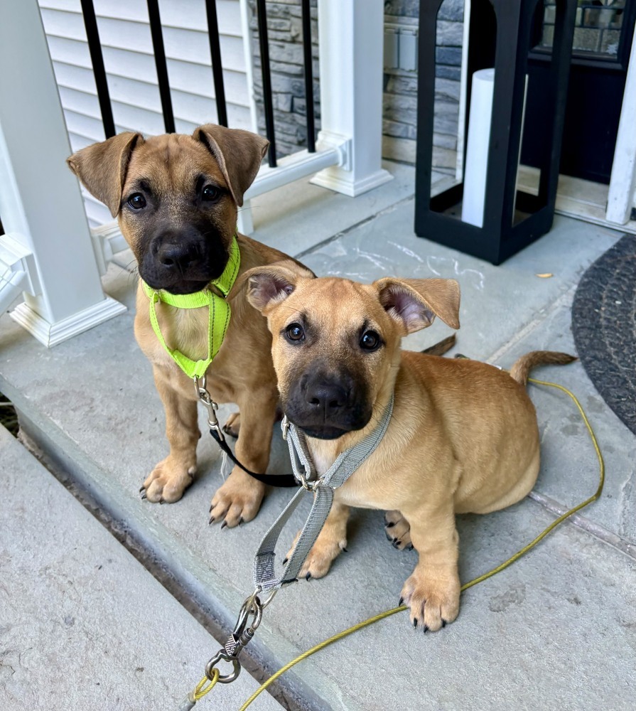 Tim (Memorie's Pups)