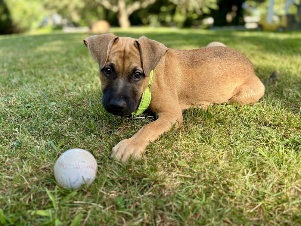 Tim (Memorie's Pups)
