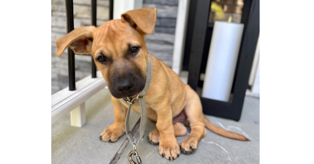 Tank (Memorie's Pups)