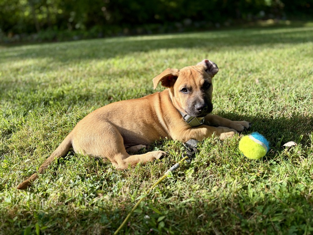 Tank (Memorie's Pups)