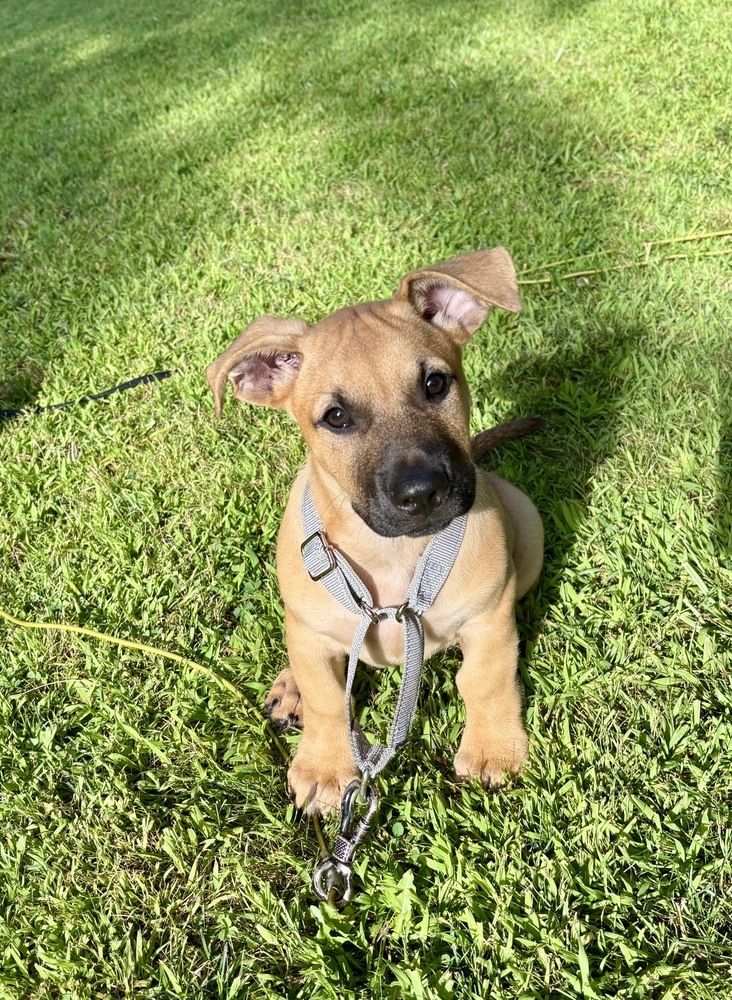 Tank (Memorie's Pups)