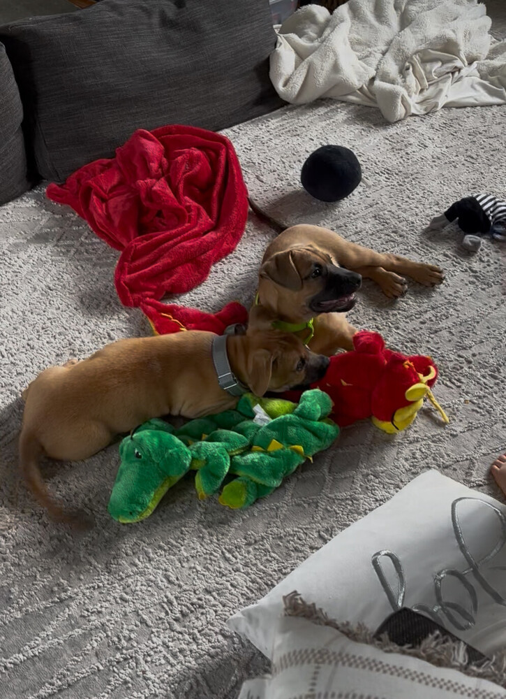 Tank (Memorie's Pups)