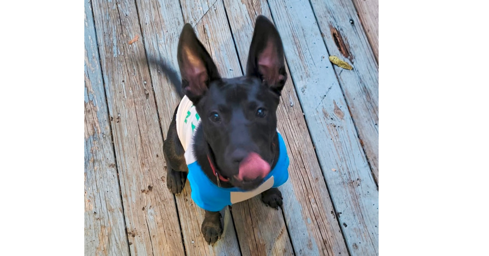 Tom (Memorie's Pups)