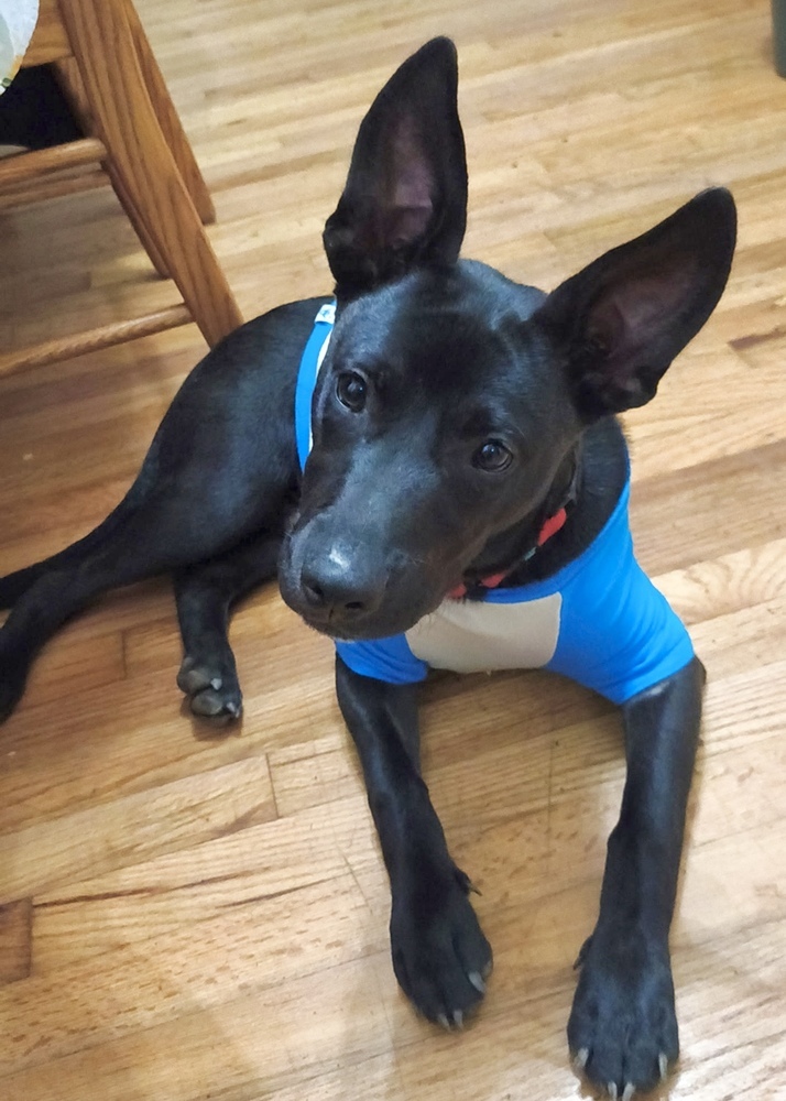 Tom (Memorie's Pups)