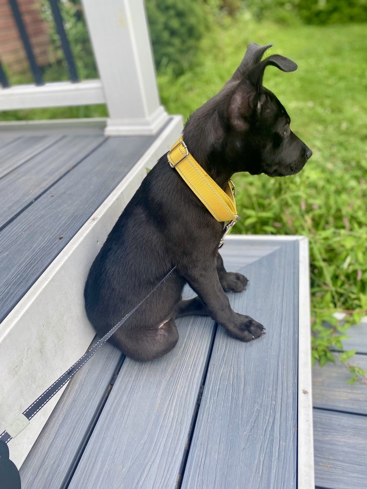 Tom (Memorie's Pups)
