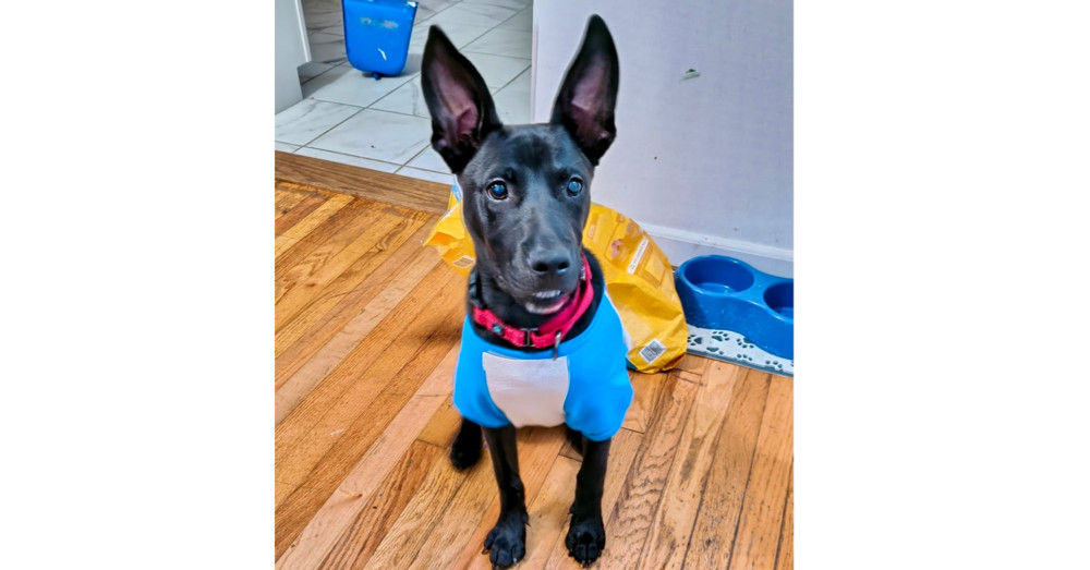 Tom (Memorie's Pups)